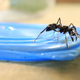 Image for article titled How To Dodge A Bullet Ant 12 Stories Up — In The Rainforest Canopy